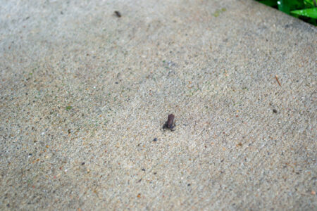 Toad takeover: Why millions of tiny toadlets appear in Houston during the summer