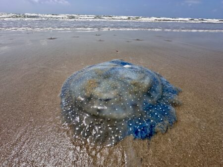 Invasive jellyfish washing up on Texas coast poses threat to local marine ecosystems